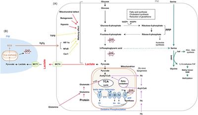 Cancer metabolic reprogramming and precision medicine-current perspective